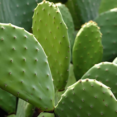 Sustainable Leather Goods